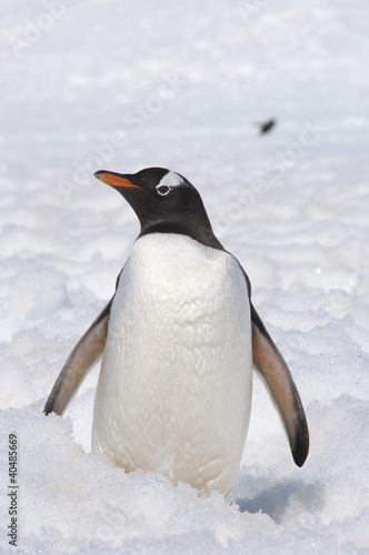 Obraz na płótnie Penguin on the snow