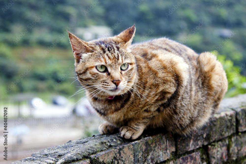 cat cat