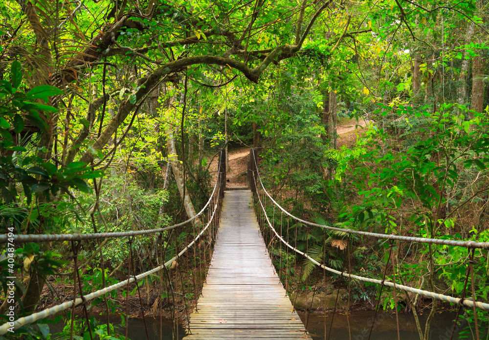 Bridge to the jungle,Khao Yai national park,Thailand Photos | Adobe Stock
