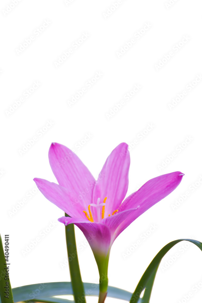 Fairy Lily flower Fairy Lily flower