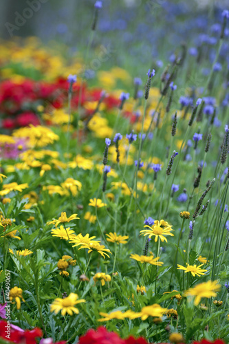 Daisies