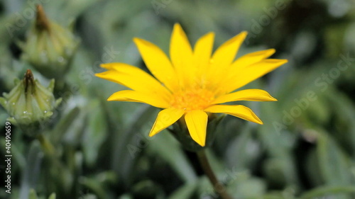Yellow flower