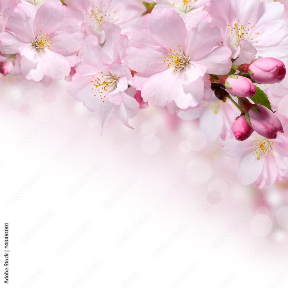 Spring flowers design border background - obrazy, fototapety, plakaty 