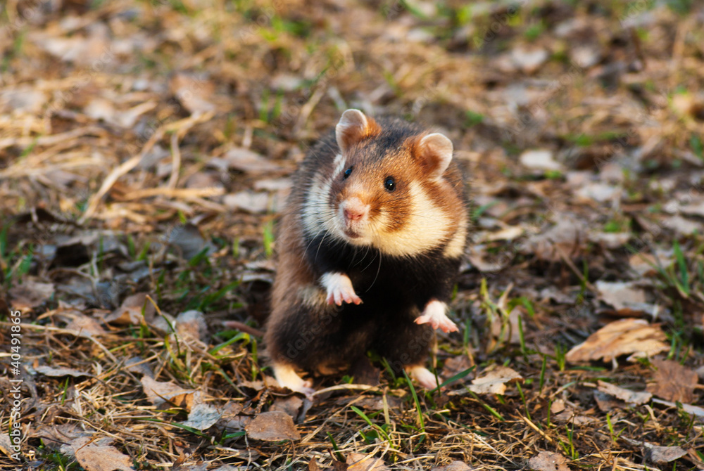 European hamster against a natural background European hamster against a natural background