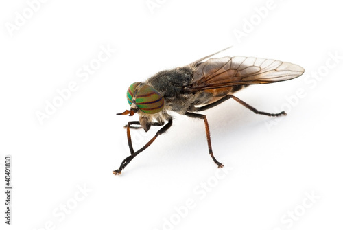 Gadfly against a white background