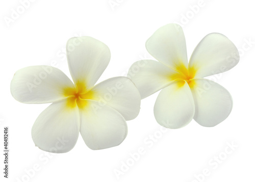 Tropical flowers frangipani  plumeria  isolated on white backgro