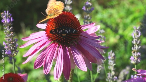 Butterfly on Echinacea flowers