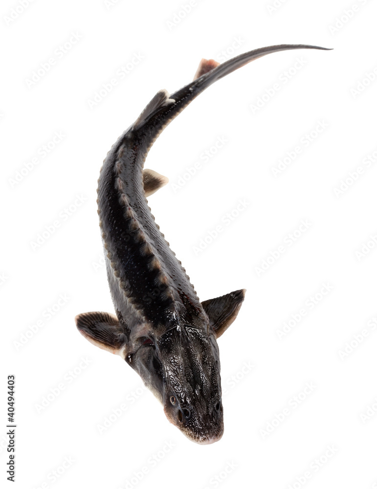 Fototapeta premium Sterlet fish isolated on white background