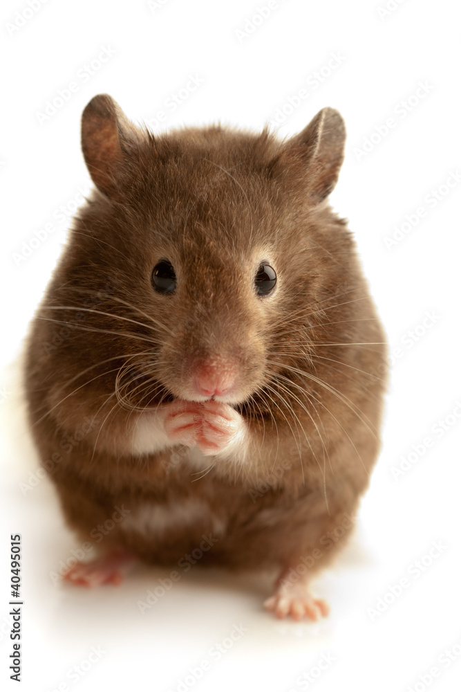 Brown mouse Brown mouse