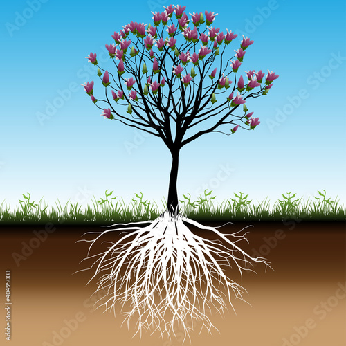 Blossom tree