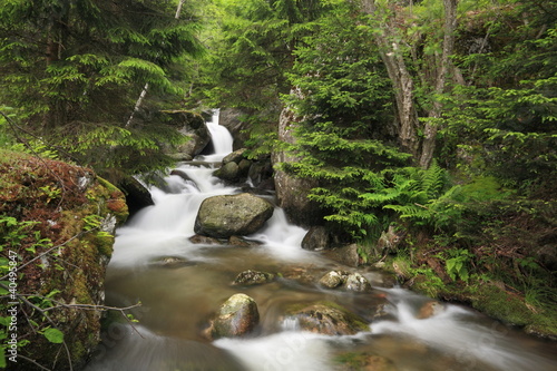 Fototapeta Naklejka Na Ścianę i Meble -  River in lush Alpine forest