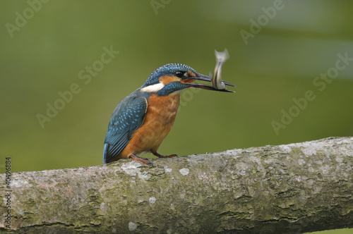 Kingfisher (Alcedo atthis) photo