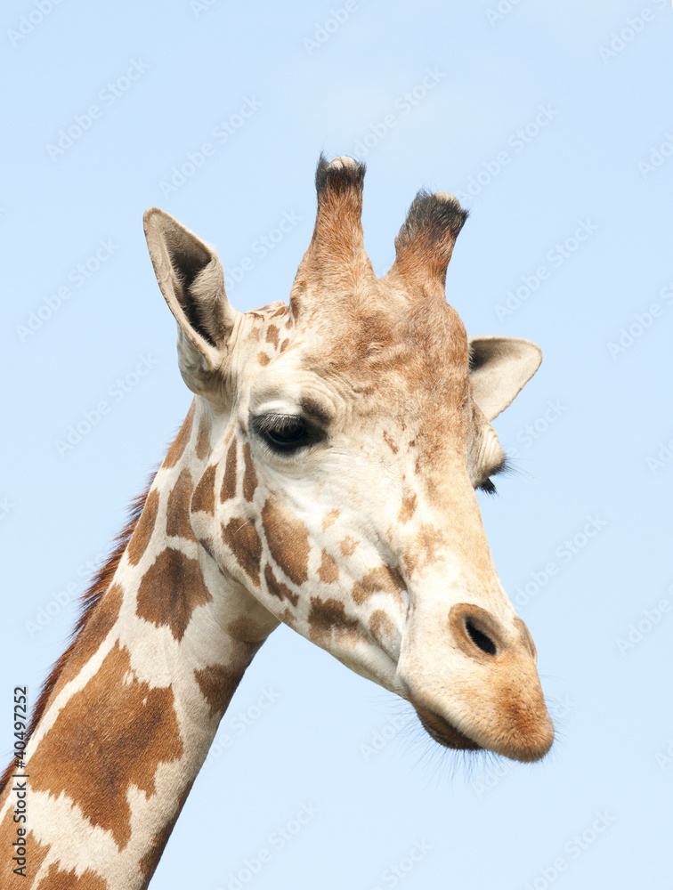 Obraz premium Giraffe portraite on blue background