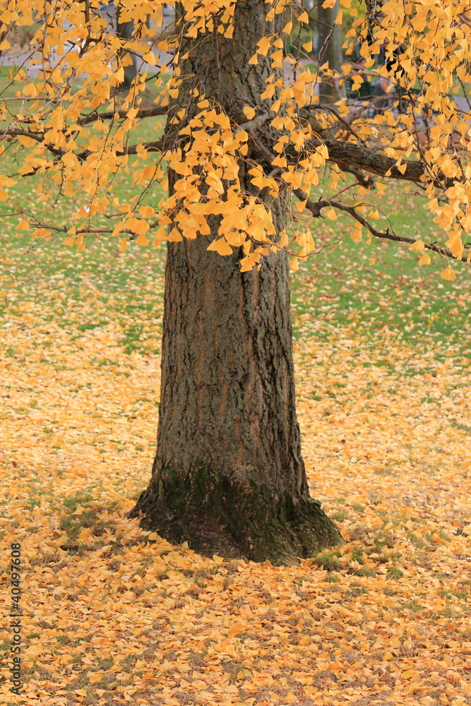 Autumn leaves and trunk Autumn leaves and trunk