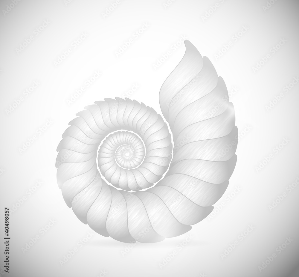 The seashell The seashell
