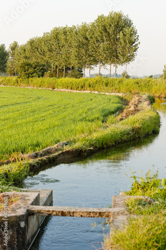 Fototapeta Naklejka Na Ścianę i Meble -  rice field near Tornaco, Piedmont, Italy