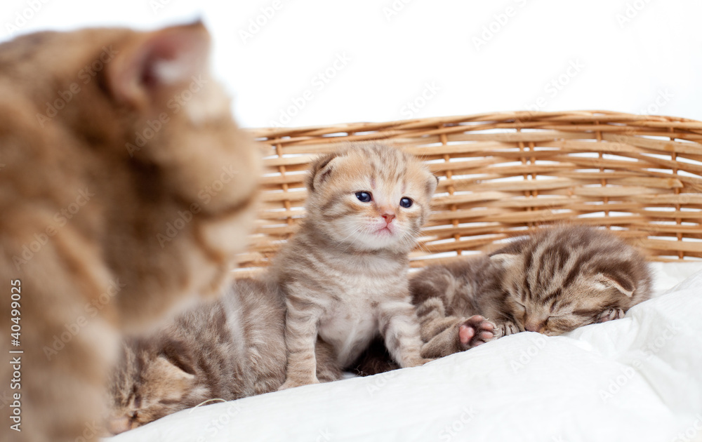 Adorable small scottish kitten in wicker basket