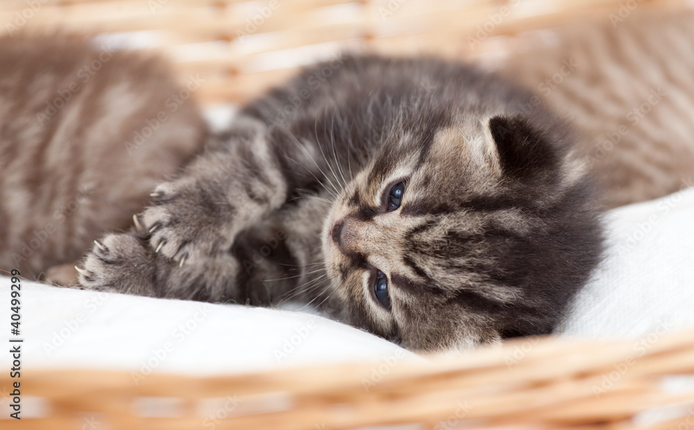 Adorable small kitten in wicker basket