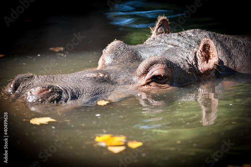 Hippopotamus resting in lake