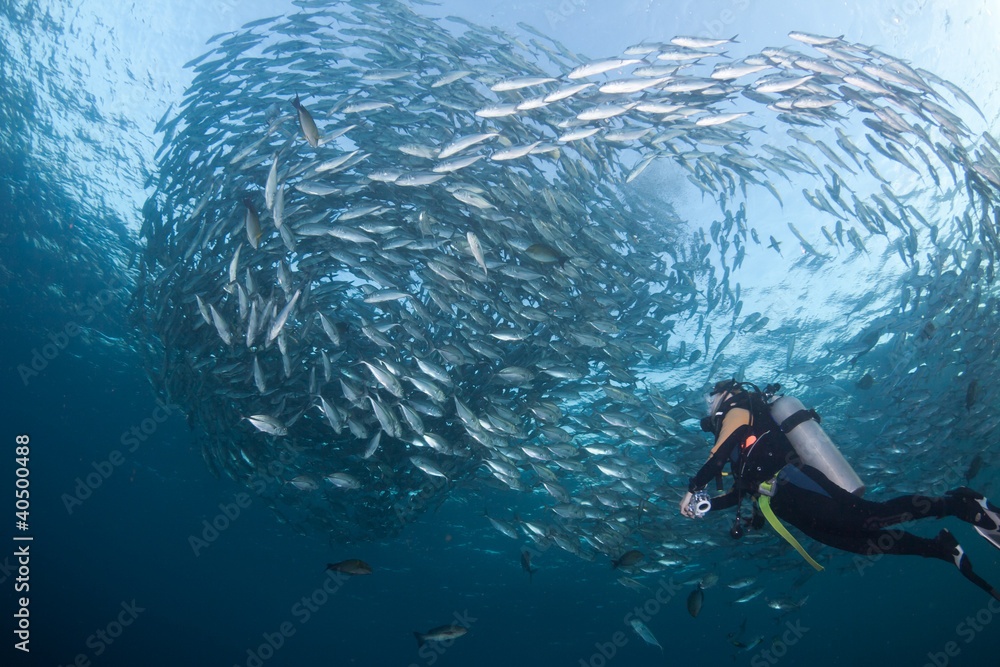 Obraz premium Diver with a school of Jacks