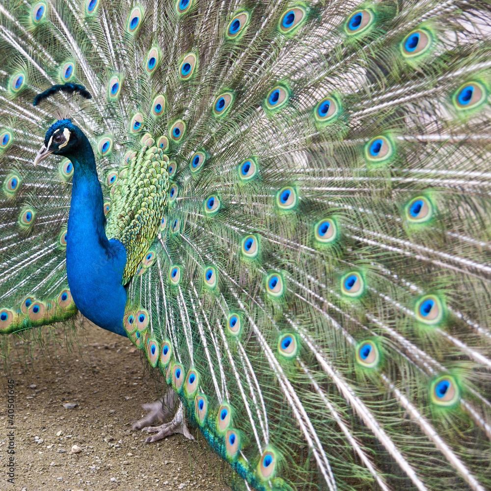 Naklejka premium peacock - squared