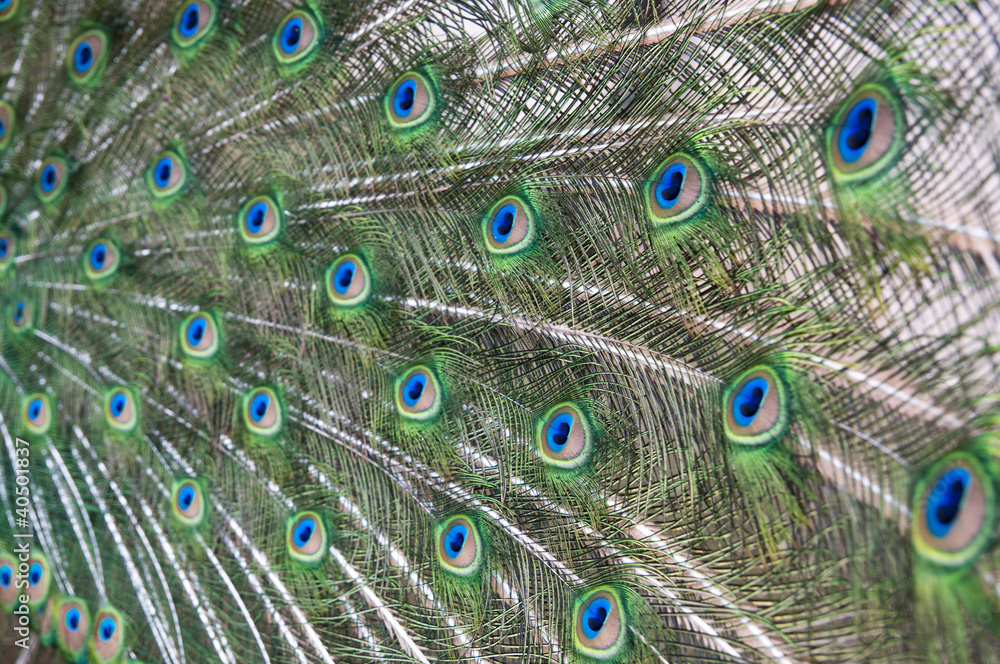 Obraz premium peacock feathers