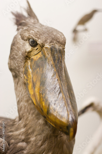 prehistoric bird in museum photo