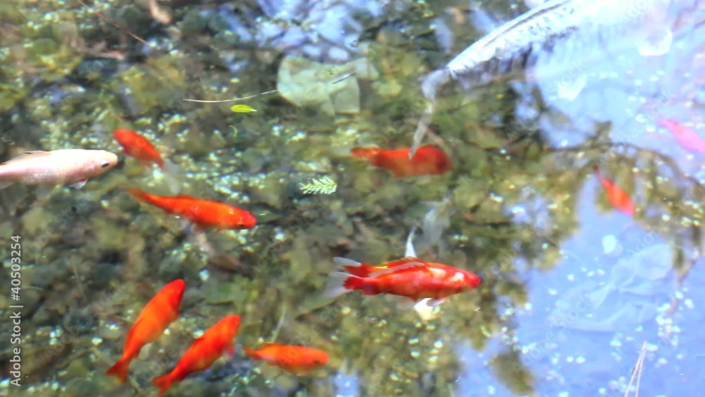 Red fishes Red fishes