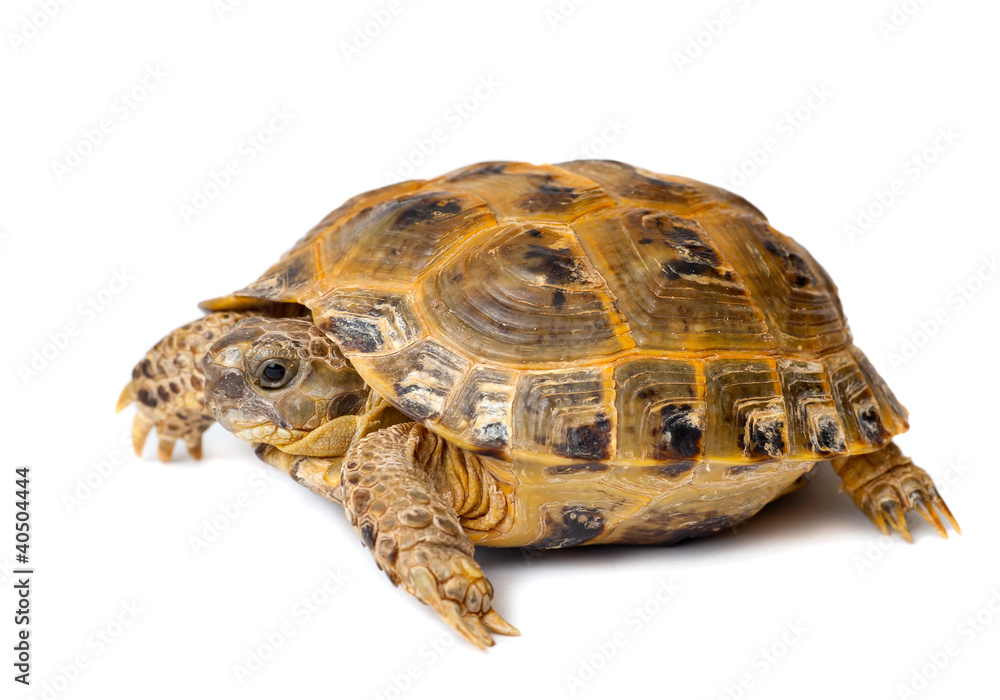 Obraz premium Young overland turtle