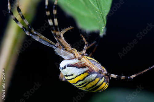 wasp spider (Argiope bruennichi) in the foliage
