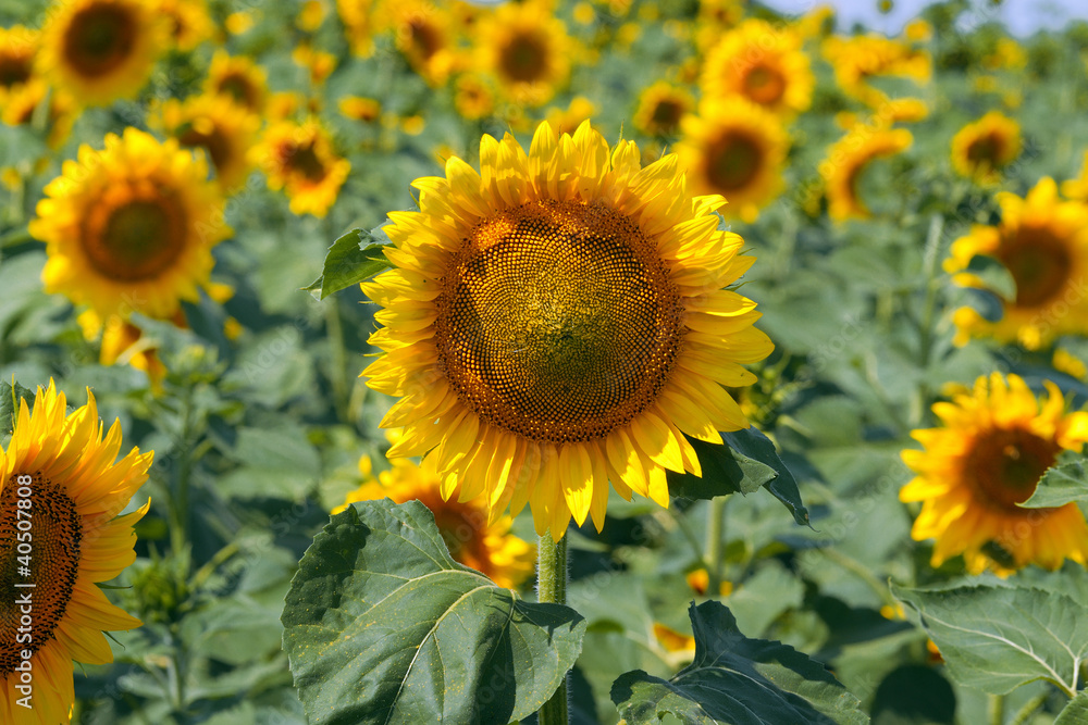 Sunflowers Sunflowers