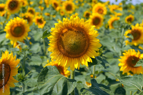 Sunflowers