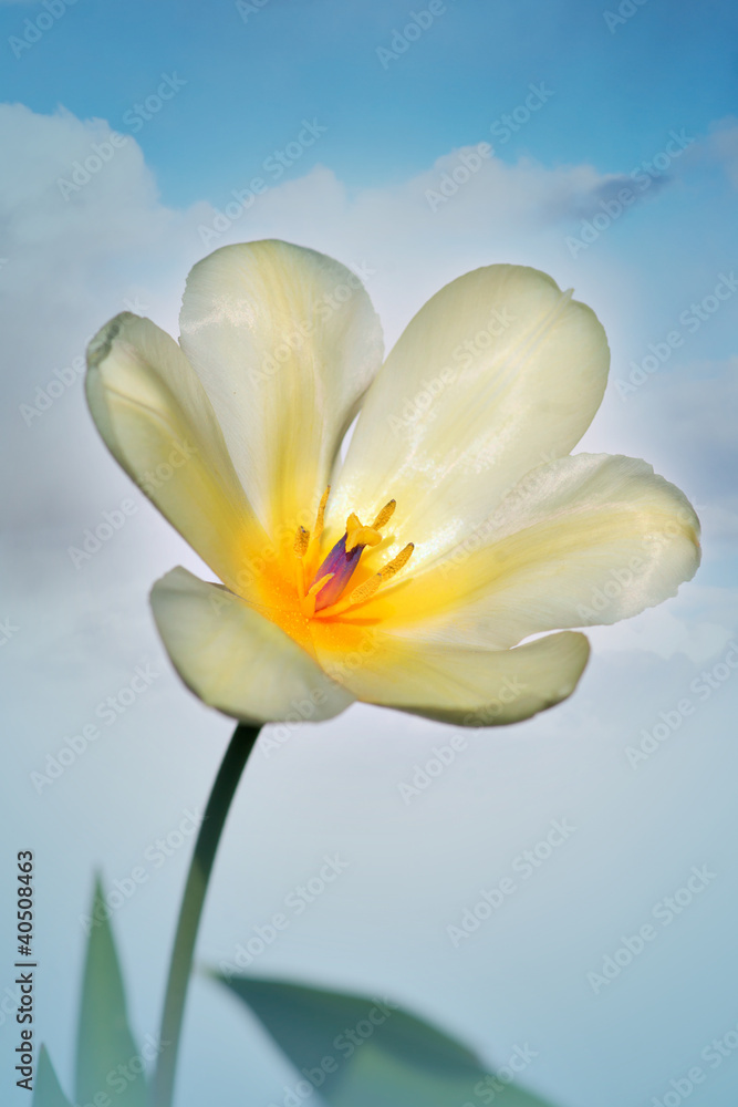 Fototapeta premium white and yellow tulip