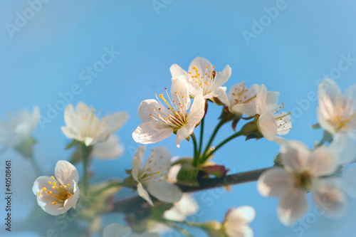 Flowers of fruit tree