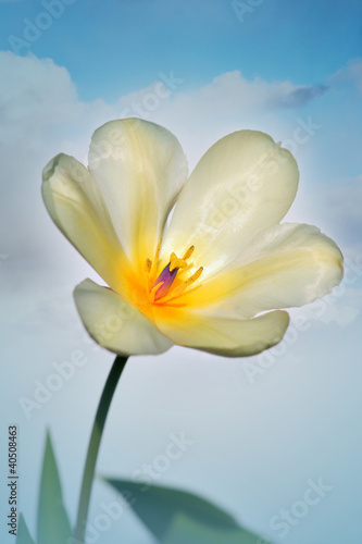 white and yellow tulip