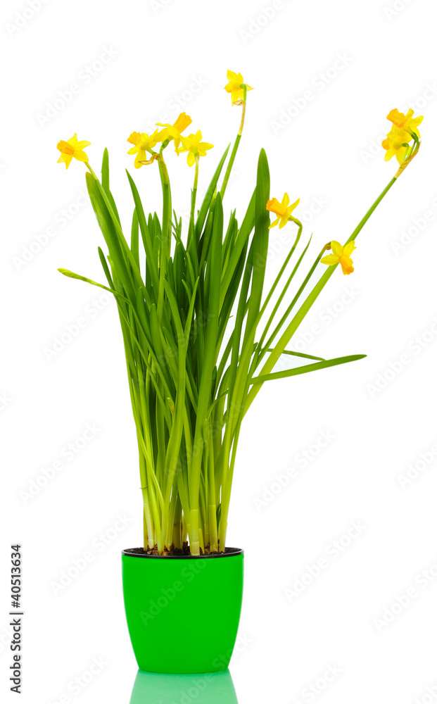 Fototapeta premium beautiful yellow daffodils in a flowerpot isolated on white