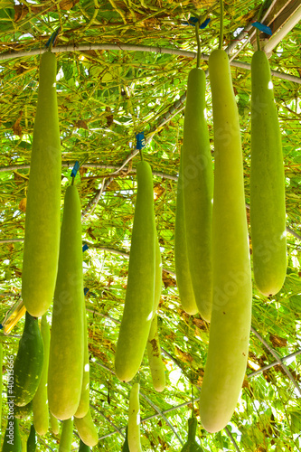 Wax gourd or Chalkumra or winter melon