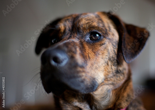 An adorable brindled Plott hound