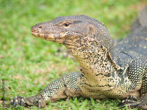 Closeup of monitor lizard - Varanus on green grass focus on the