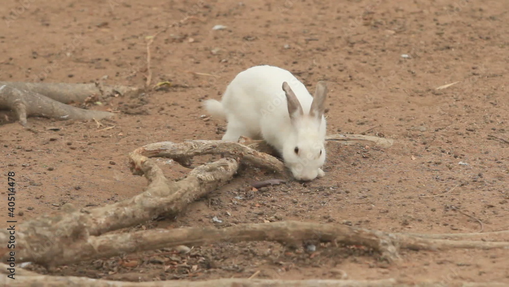 rabbit rabbit