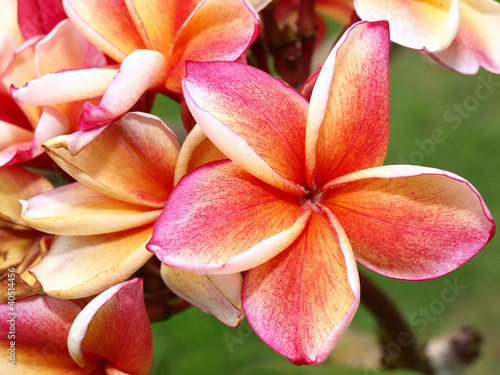 tropical flowers frangipani (plumeria)