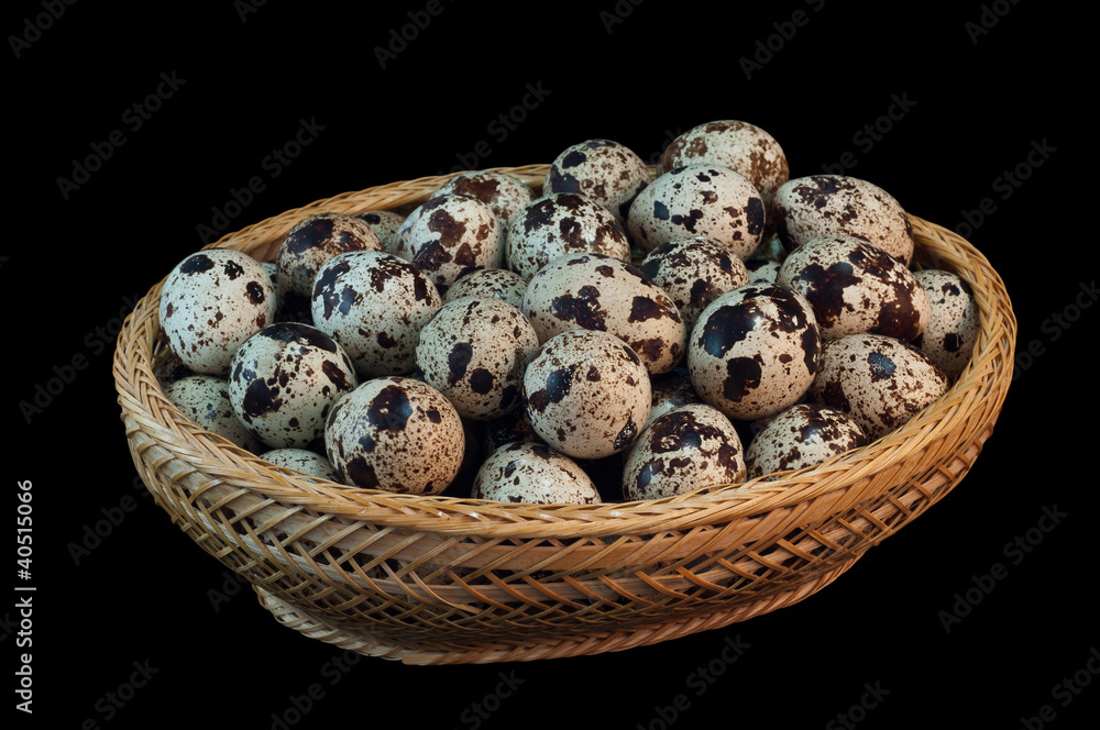 Fototapeta premium quail eggs close up