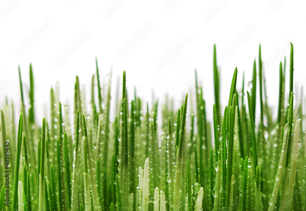 Wheat sprout Wheat sprout