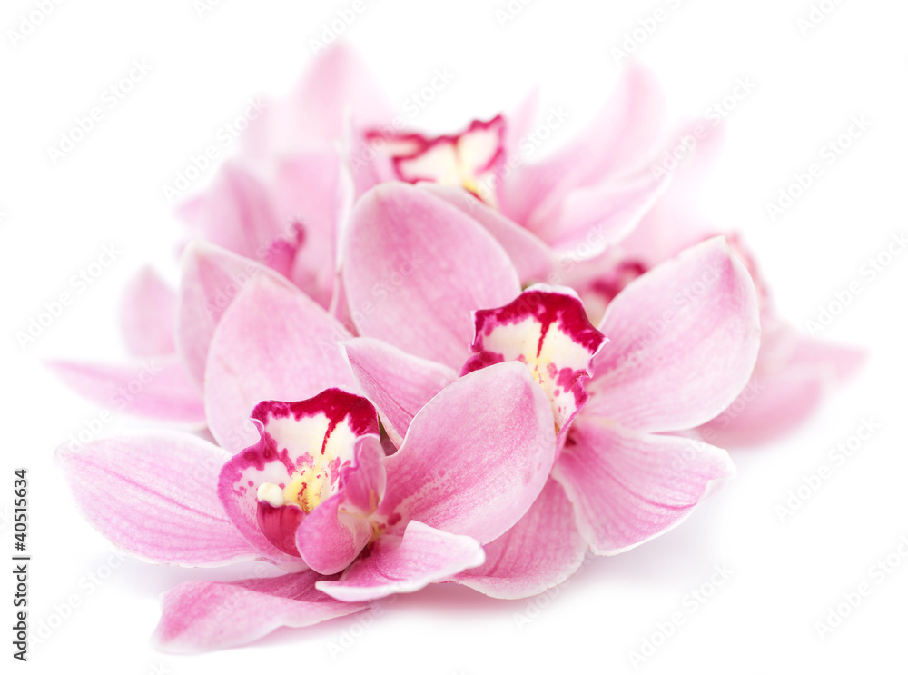 Fototapeta premium różowe kwiaty orchidei na białym tle