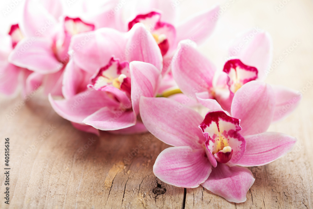 pink orchid flowers - obrazy, fototapety, plakaty 