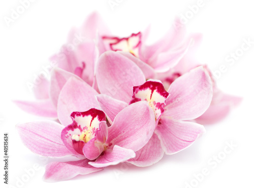Fotografia pink orchid flowers isolated