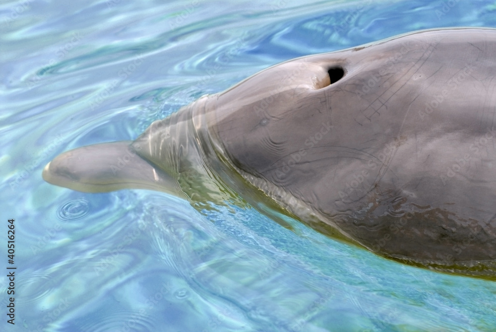 Obraz premium Closeup bottlenose dolphin (Tursiops truncatus) with blowhole