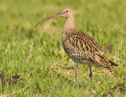 Curlew sitting in the field