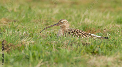 Curlew breeding