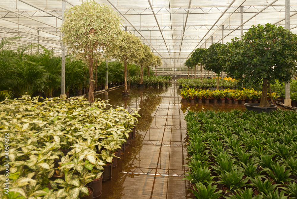 Various houseplants in a hydroculture plant nursery Various houseplants in a hydroculture plant nursery